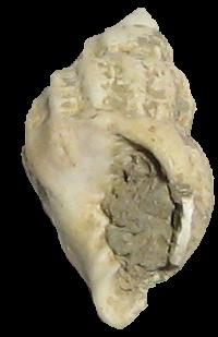 Cancellaria contorta (Basterot, 1825) Pliocene - Toscana